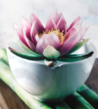 Seerose in einer Tasse